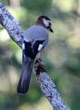 BIRD - EURASIAN JAY - FEIJIA NATIONAL PARK TUNISIA (1).JPG