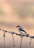 BIRD - SHRIKE - RED-BACKED SHRIKE - BOUHEDMA NATIONAL PARK TUNISIA (4).JPG