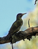 BIRD - WOODPECKER - LEVAILLANTS GREEN WOODPECKER - FEIJIA NATIONAL PARK TUNISIA (7).JPG