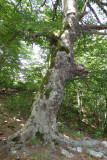 ABRUZZO NATIONAL PARK ITALY (38).JPG