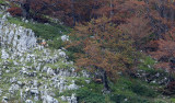 ABRUZZO NATIONAL PARK ITALY (61).JPG