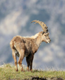 BOVID - IBEX - ALPINE IBEX - STELVIO NATIONAL PARK ITALY (102).JPG