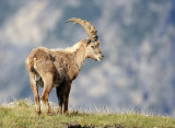 BOVID - IBEX - ALPINE IBEX - STELVIO NATIONAL PARK ITALY (103).JPG