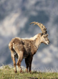 BOVID - IBEX - ALPINE IBEX - STELVIO NATIONAL PARK ITALY (104).JPG