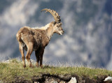 BOVID - IBEX - ALPINE IBEX - STELVIO NATIONAL PARK ITALY (105).JPG