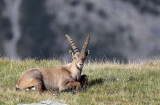 BOVID - IBEX - ALPINE IBEX - STELVIO NATIONAL PARK ITALY (106).JPG