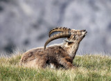 BOVID - IBEX - ALPINE IBEX - STELVIO NATIONAL PARK ITALY (108).JPG
