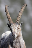 BOVID - IBEX - ALPINE IBEX - STELVIO NATIONAL PARK ITALY (112).JPG