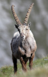 BOVID - IBEX - ALPINE IBEX - STELVIO NATIONAL PARK ITALY (116).JPG