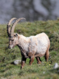 BOVID - IBEX - ALPINE IBEX - STELVIO NATIONAL PARK ITALY (120).JPG