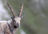 BOVID - IBEX - ALPINE IBEX - STELVIO NATIONAL PARK ITALY (122).JPG