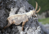BOVID - IBEX - ALPINE IBEX - STELVIO NATIONAL PARK ITALY (132).JPG