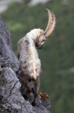 BOVID - IBEX - ALPINE IBEX - STELVIO NATIONAL PARK ITALY (135).JPG