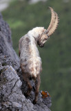 BOVID - IBEX - ALPINE IBEX - STELVIO NATIONAL PARK ITALY (136).JPG