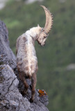 BOVID - IBEX - ALPINE IBEX - STELVIO NATIONAL PARK ITALY (140).JPG