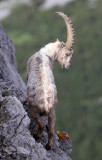 BOVID - IBEX - ALPINE IBEX - STELVIO NATIONAL PARK ITALY (141).JPG