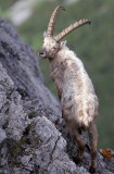 BOVID - IBEX - ALPINE IBEX - STELVIO NATIONAL PARK ITALY (146).JPG