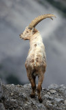 BOVID - IBEX - ALPINE IBEX - STELVIO NATIONAL PARK ITALY (149).JPG