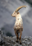 BOVID - IBEX - ALPINE IBEX - STELVIO NATIONAL PARK ITALY (150).JPG