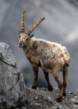 BOVID - IBEX - ALPINE IBEX - STELVIO NATIONAL PARK ITALY (158).JPG