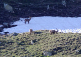 BOVID - IBEX - ALPINE IBEX - STELVIO NATIONAL PARK ITALY (16).JPG