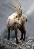 BOVID - IBEX - ALPINE IBEX - STELVIO NATIONAL PARK ITALY (160).JPG