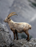 BOVID - IBEX - ALPINE IBEX - STELVIO NATIONAL PARK ITALY (169).JPG
