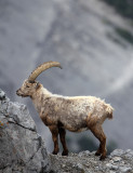 BOVID - IBEX - ALPINE IBEX - STELVIO NATIONAL PARK ITALY (170).JPG