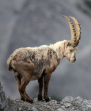 BOVID - IBEX - ALPINE IBEX - STELVIO NATIONAL PARK ITALY (177).JPG