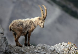 BOVID - IBEX - ALPINE IBEX - STELVIO NATIONAL PARK ITALY (178).JPG