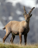 BOVID - IBEX - ALPINE IBEX - STELVIO NATIONAL PARK ITALY (184).JPG