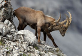 BOVID - IBEX - ALPINE IBEX - STELVIO NATIONAL PARK ITALY (192).JPG