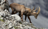 BOVID - IBEX - ALPINE IBEX - STELVIO NATIONAL PARK ITALY (193).JPG