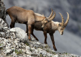 BOVID - IBEX - ALPINE IBEX - STELVIO NATIONAL PARK ITALY (194).JPG