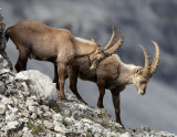 BOVID - IBEX - ALPINE IBEX - STELVIO NATIONAL PARK ITALY (195).JPG