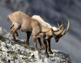 BOVID - IBEX - ALPINE IBEX - STELVIO NATIONAL PARK ITALY (198).JPG
