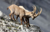 BOVID - IBEX - ALPINE IBEX - STELVIO NATIONAL PARK ITALY (200).JPG