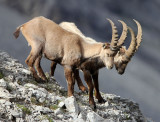 BOVID - IBEX - ALPINE IBEX - STELVIO NATIONAL PARK ITALY (201).JPG