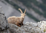 BOVID - IBEX - ALPINE IBEX - STELVIO NATIONAL PARK ITALY (210).JPG