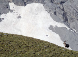 BOVID - IBEX - ALPINE IBEX - STELVIO NATIONAL PARK ITALY (24).JPG