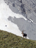 BOVID - IBEX - ALPINE IBEX - STELVIO NATIONAL PARK ITALY (25).JPG