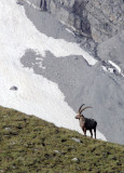 BOVID - IBEX - ALPINE IBEX - STELVIO NATIONAL PARK ITALY (26).JPG