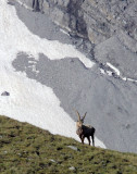 BOVID - IBEX - ALPINE IBEX - STELVIO NATIONAL PARK ITALY (28).JPG