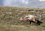 BOVID - IBEX - ALPINE IBEX - STELVIO NATIONAL PARK ITALY (45).JPG