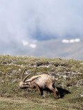 BOVID - IBEX - ALPINE IBEX - STELVIO NATIONAL PARK ITALY (46).JPG