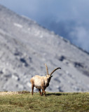 BOVID - IBEX - ALPINE IBEX - STELVIO NATIONAL PARK ITALY (62).JPG