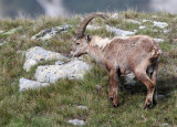 BOVID - IBEX - ALPINE IBEX - STELVIO NATIONAL PARK ITALY (71).JPG