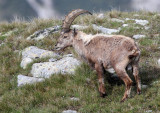 BOVID - IBEX - ALPINE IBEX - STELVIO NATIONAL PARK ITALY (73).JPG