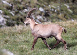 BOVID - IBEX - ALPINE IBEX - STELVIO NATIONAL PARK ITALY (88).JPG