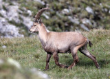 BOVID - IBEX - ALPINE IBEX - STELVIO NATIONAL PARK ITALY (89).JPG